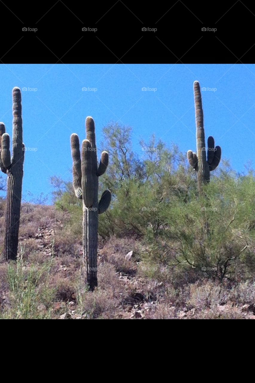 Cactus, desert , hills, sand