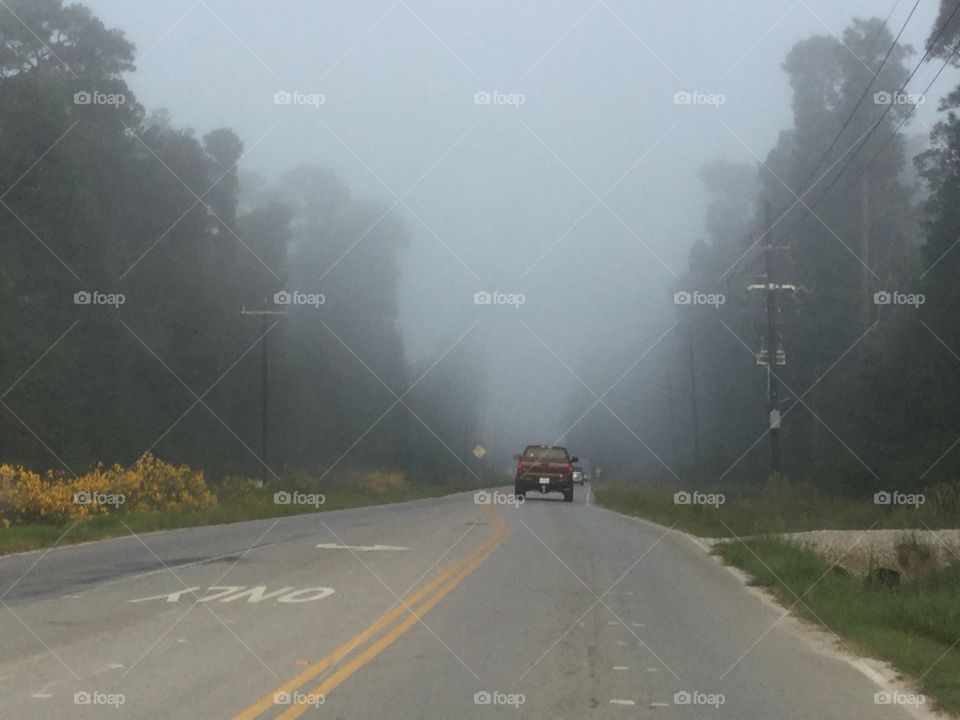 Foggy drive in the woods