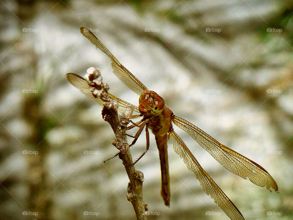 A dragonfly posing for a closeup. 