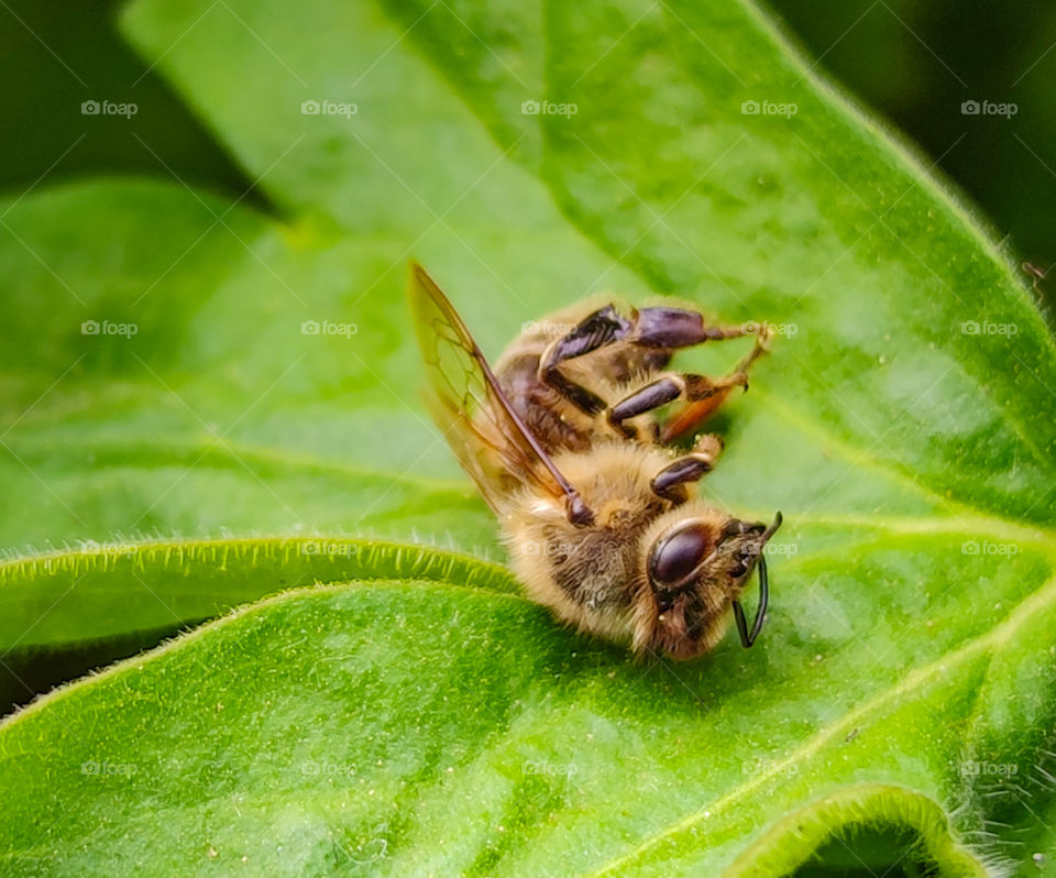 Bee rest on a leaf