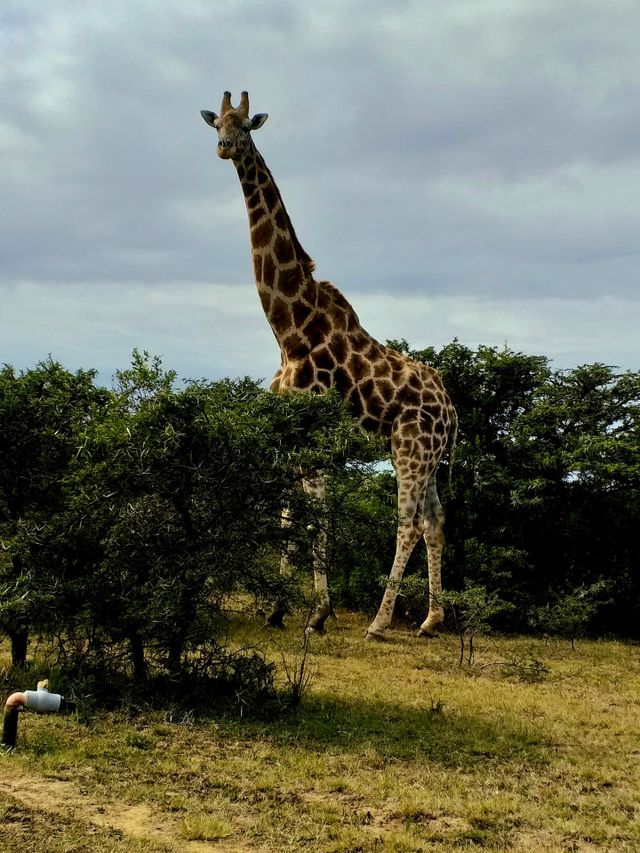 Long neck beauty