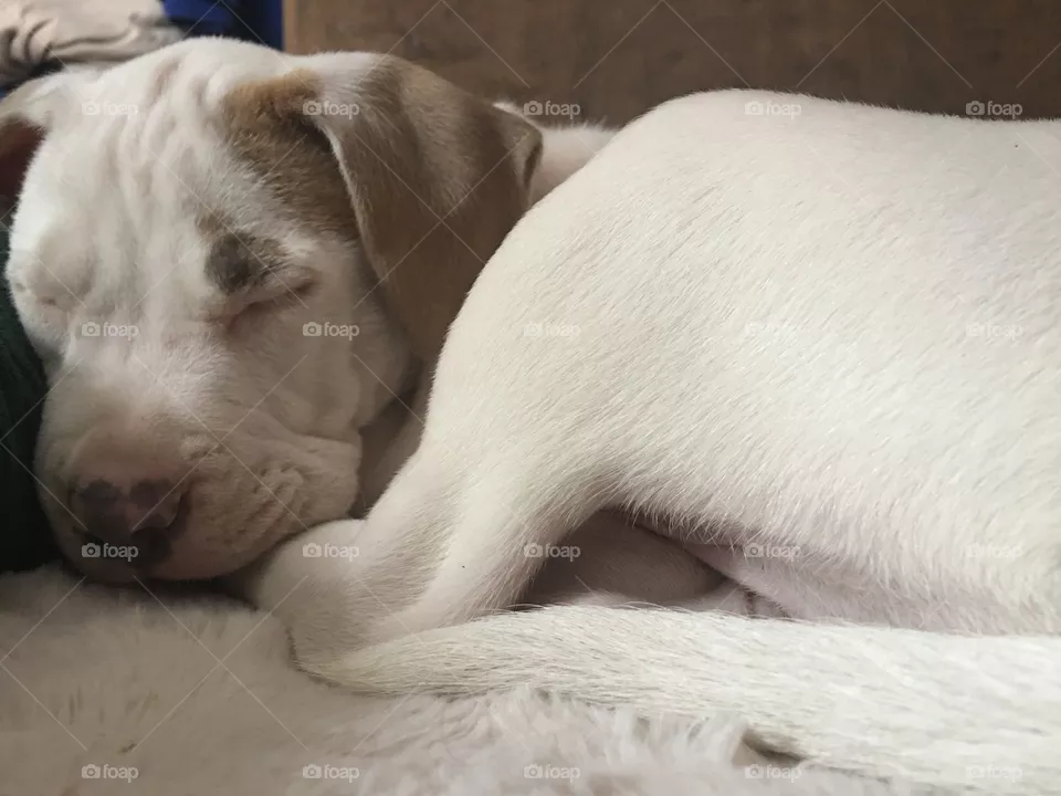 Sleepy dog