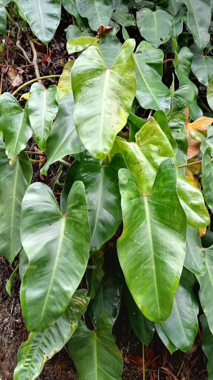 FOLHAGEM TREPADEIRAS NA FLORESTA