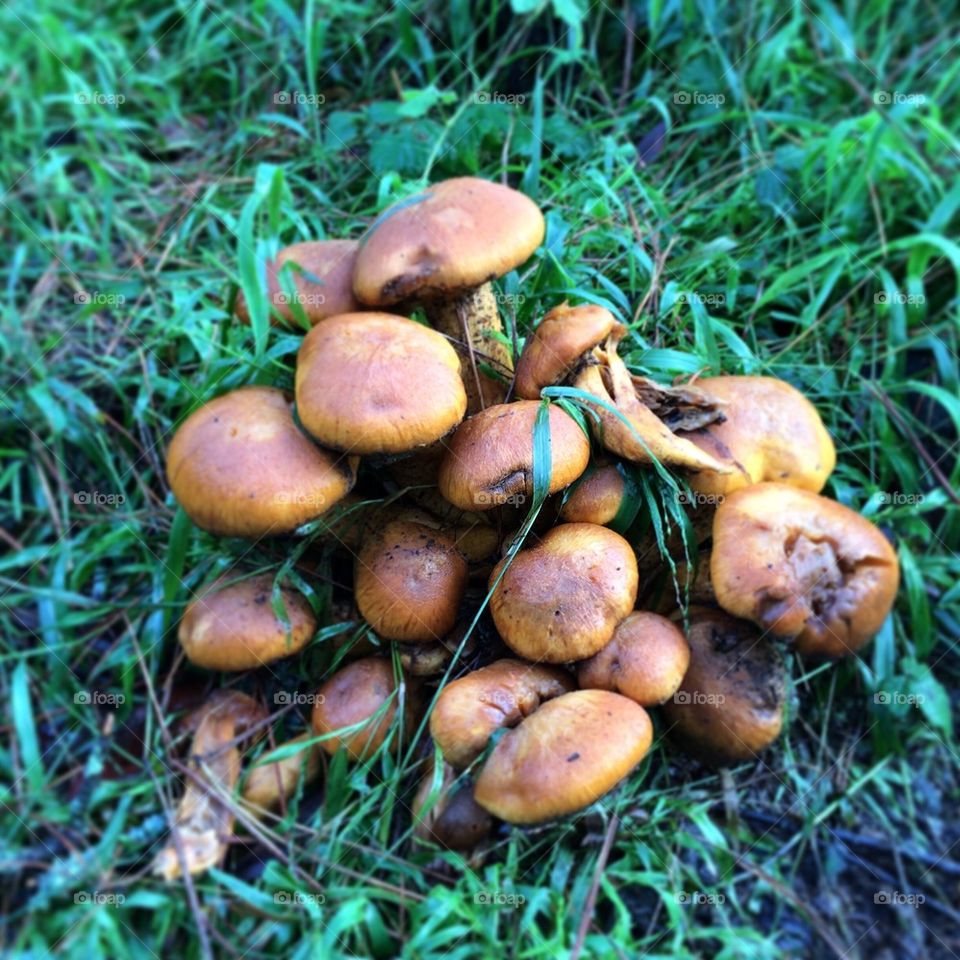 Clump of mushrooms