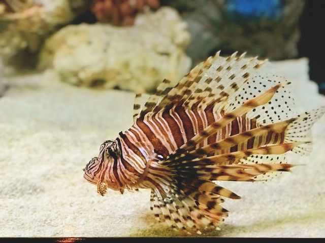 Lionfish 