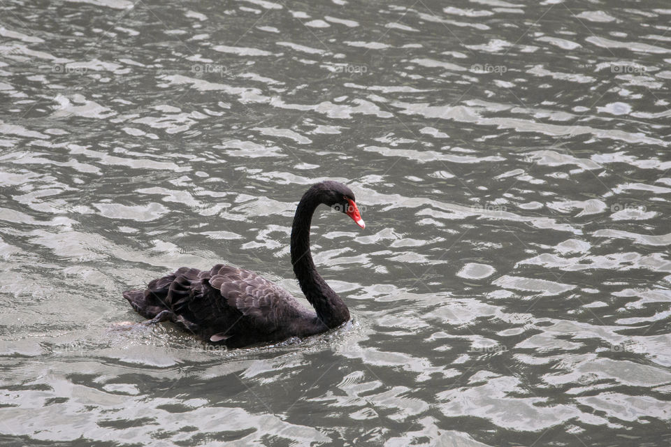 A black swan swimming in the pond