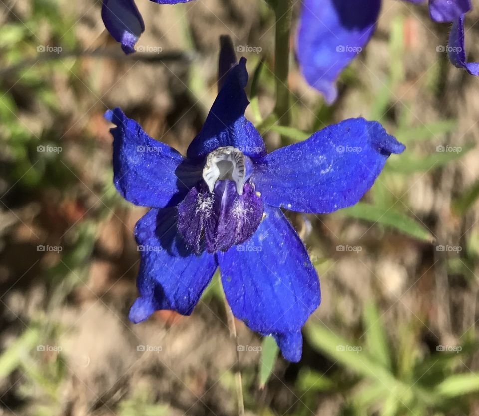 Delphinium Flower