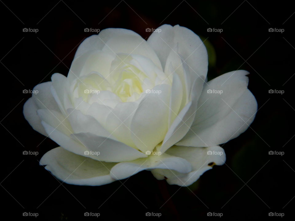 beautiful rose in the garden