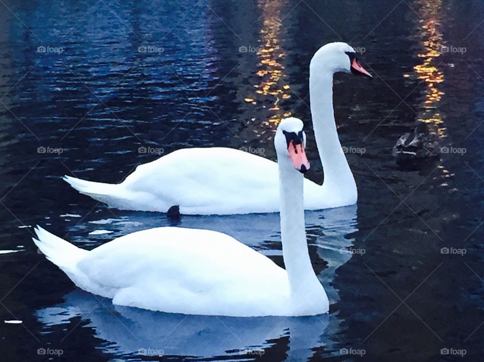 Swans in Love