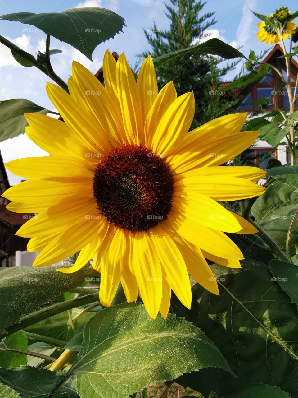 Sonnenblume im Garten