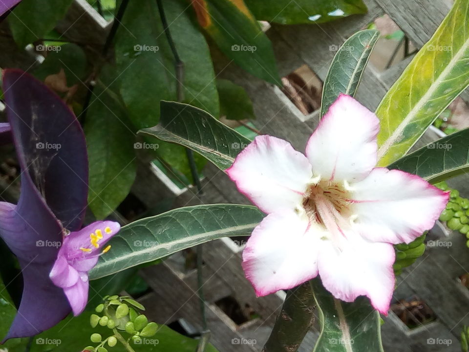 all things bright and small