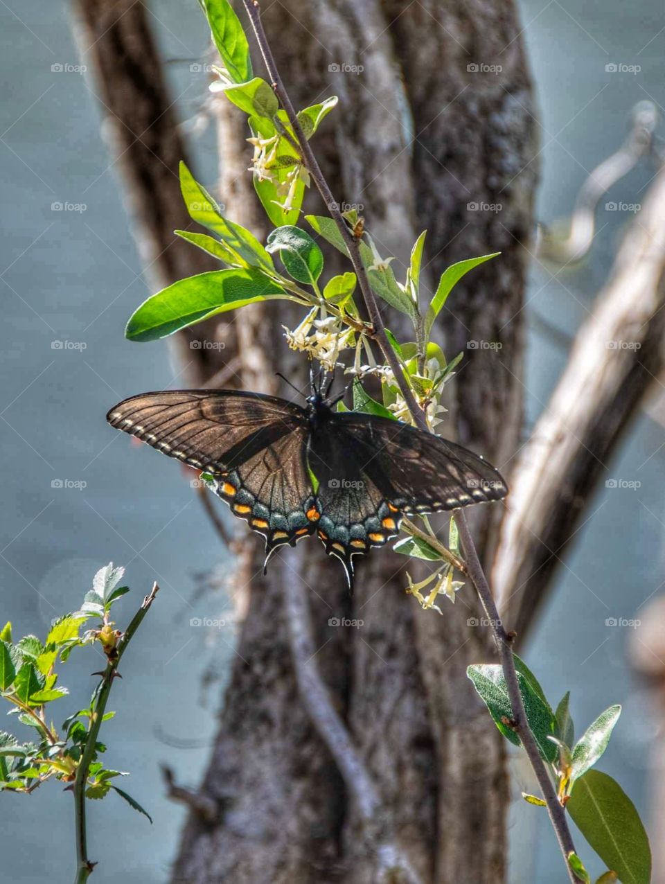 Butterfly on the bank of the beautiful Big Piney River in the Ozarks.
