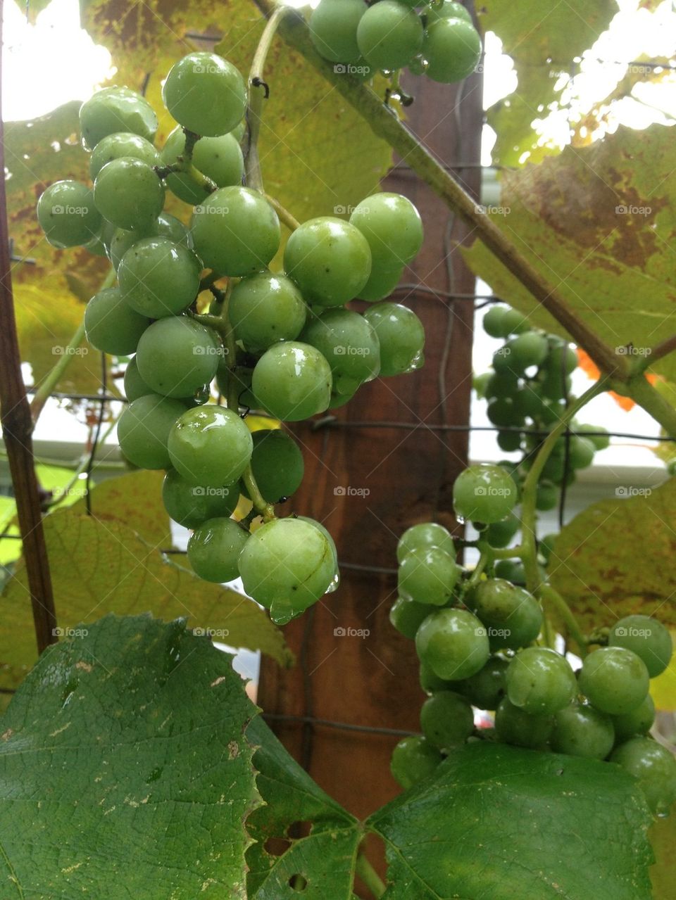 Rainy grapes