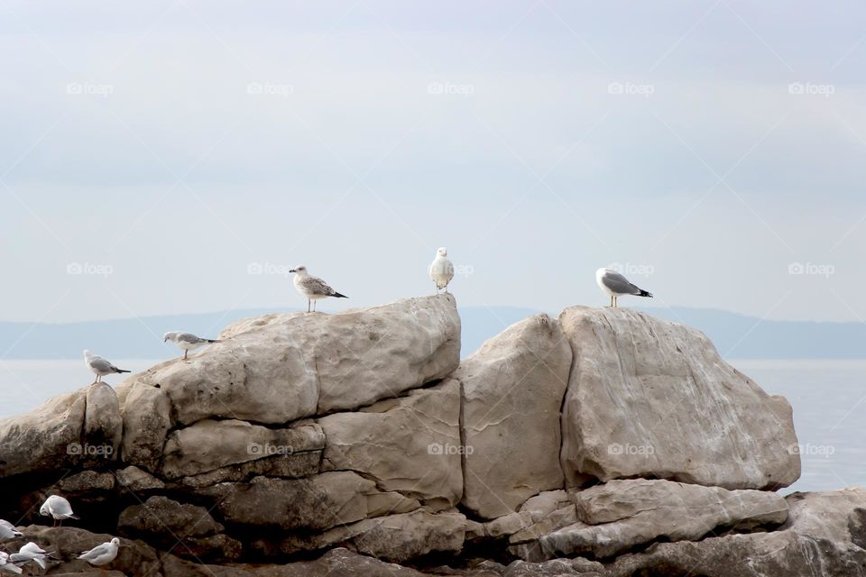 Seagulls on the rock