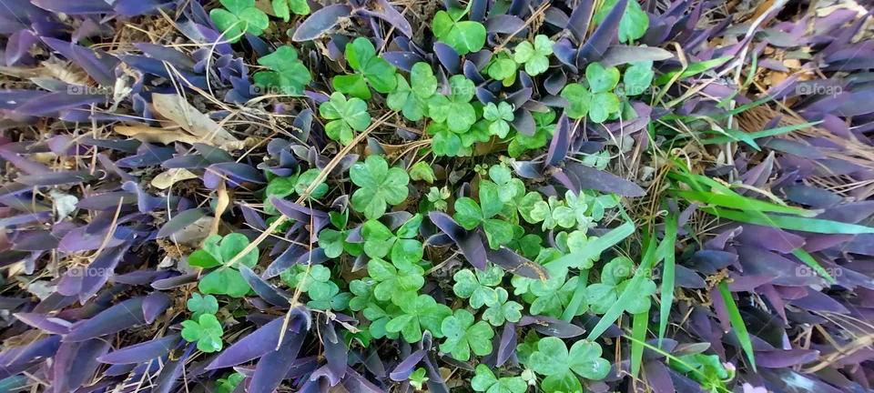 Plant LIFE