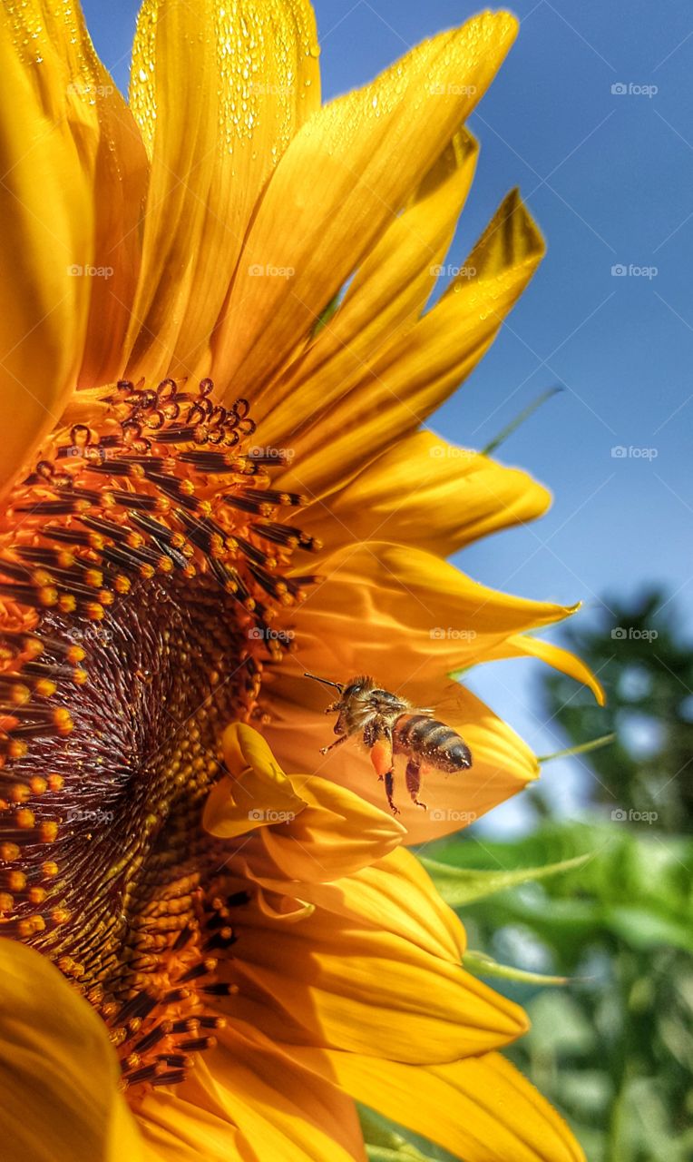 Getting it done in the fall