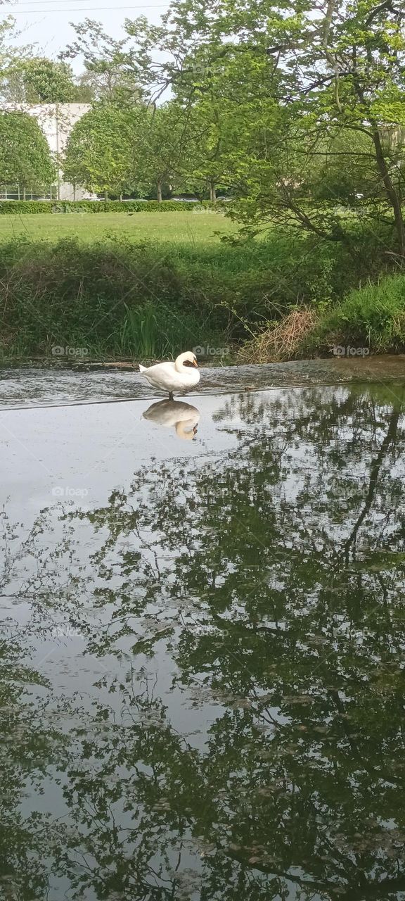 mirroring on the water