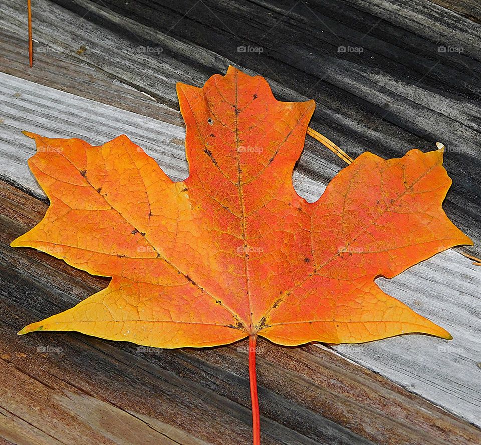 Summer vs Fall - Fall Maple Leaf - Fall is the most colorful season of the year when the weather becomes mild and leaves start falling from many types of trees.