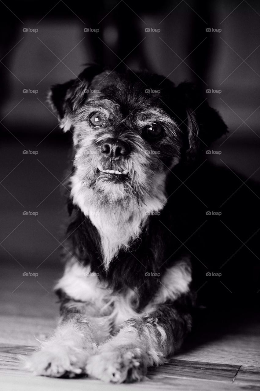 Max my dog a Lhasa Apso