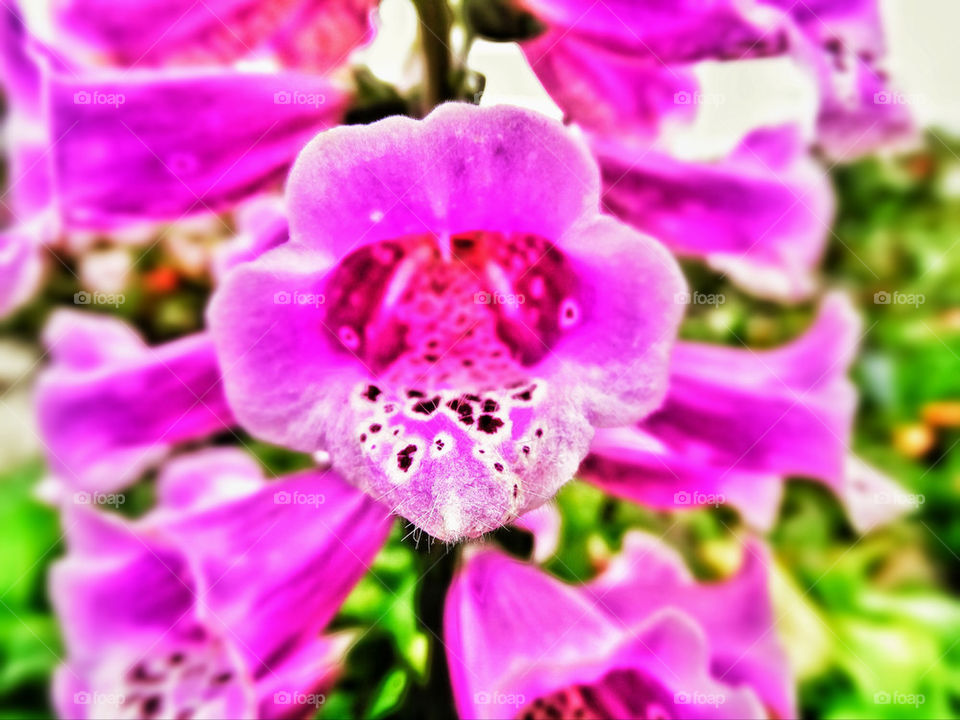 Pink foxglove spring flower in bloom