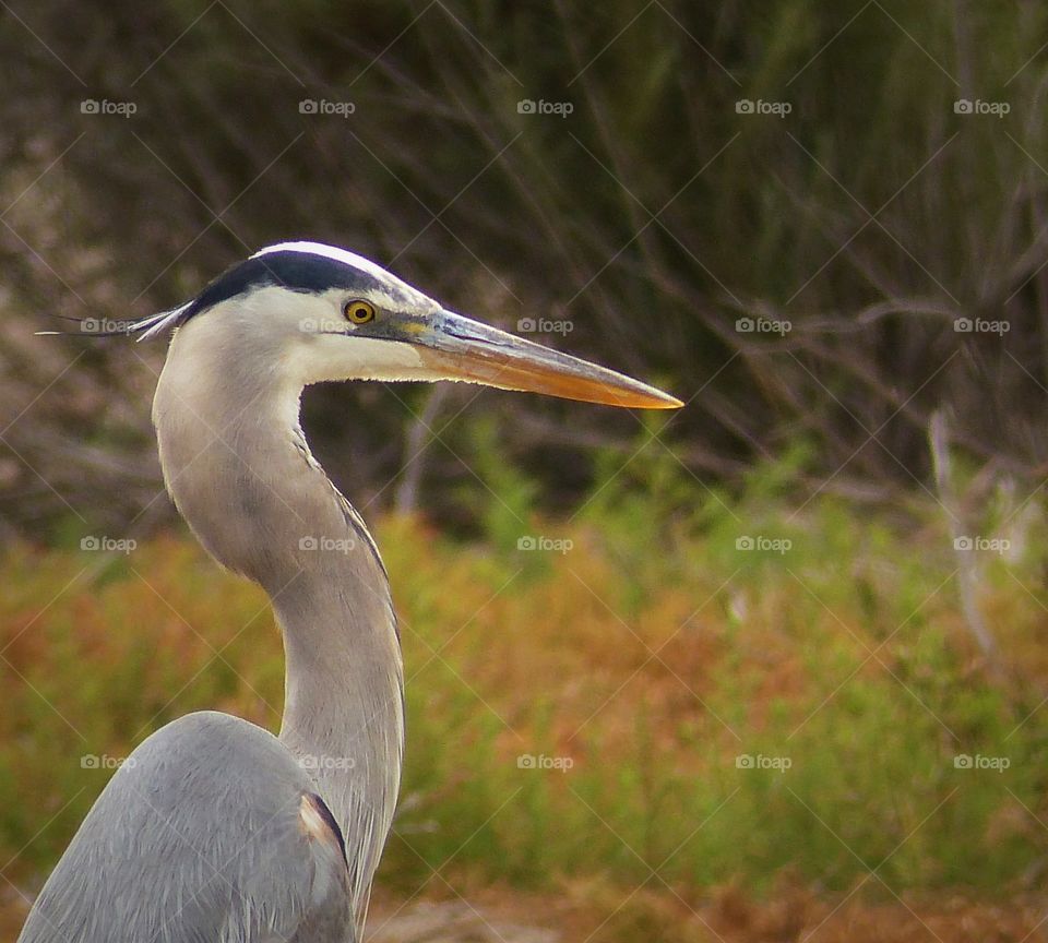 Heron stare