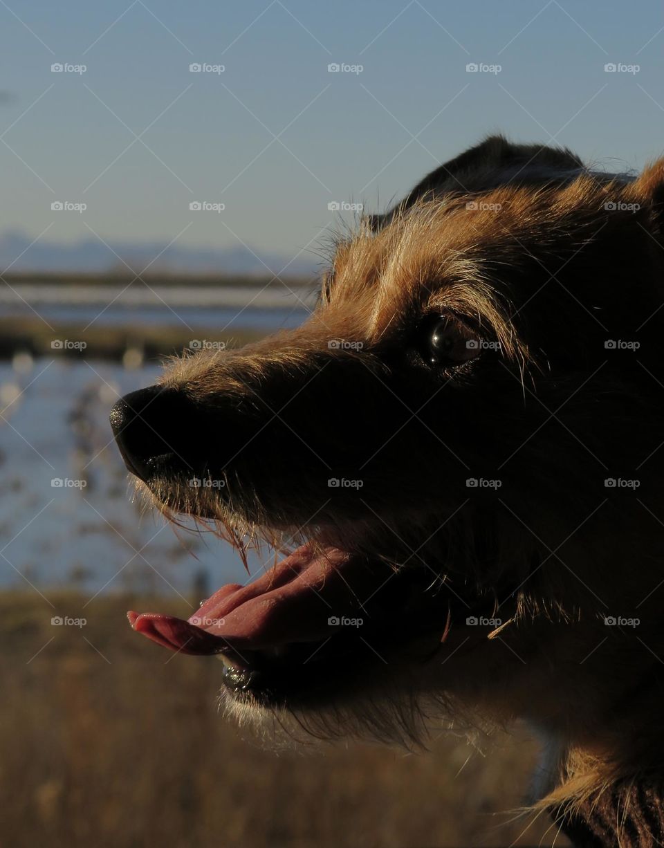 Dog At Sunset Looking Back at Owner Happily