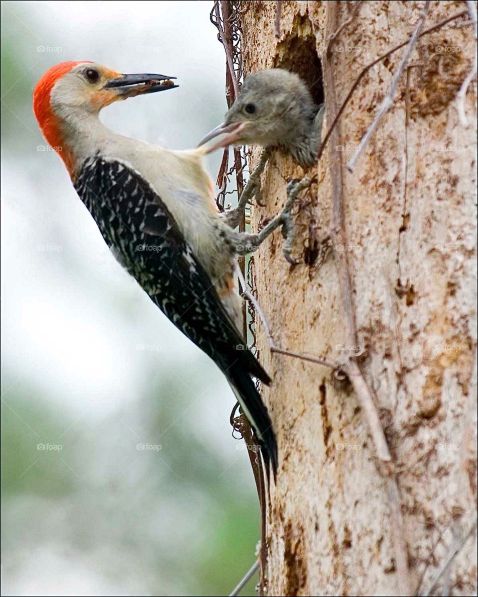 Mother woodpecker ready to feed her impatient chick.