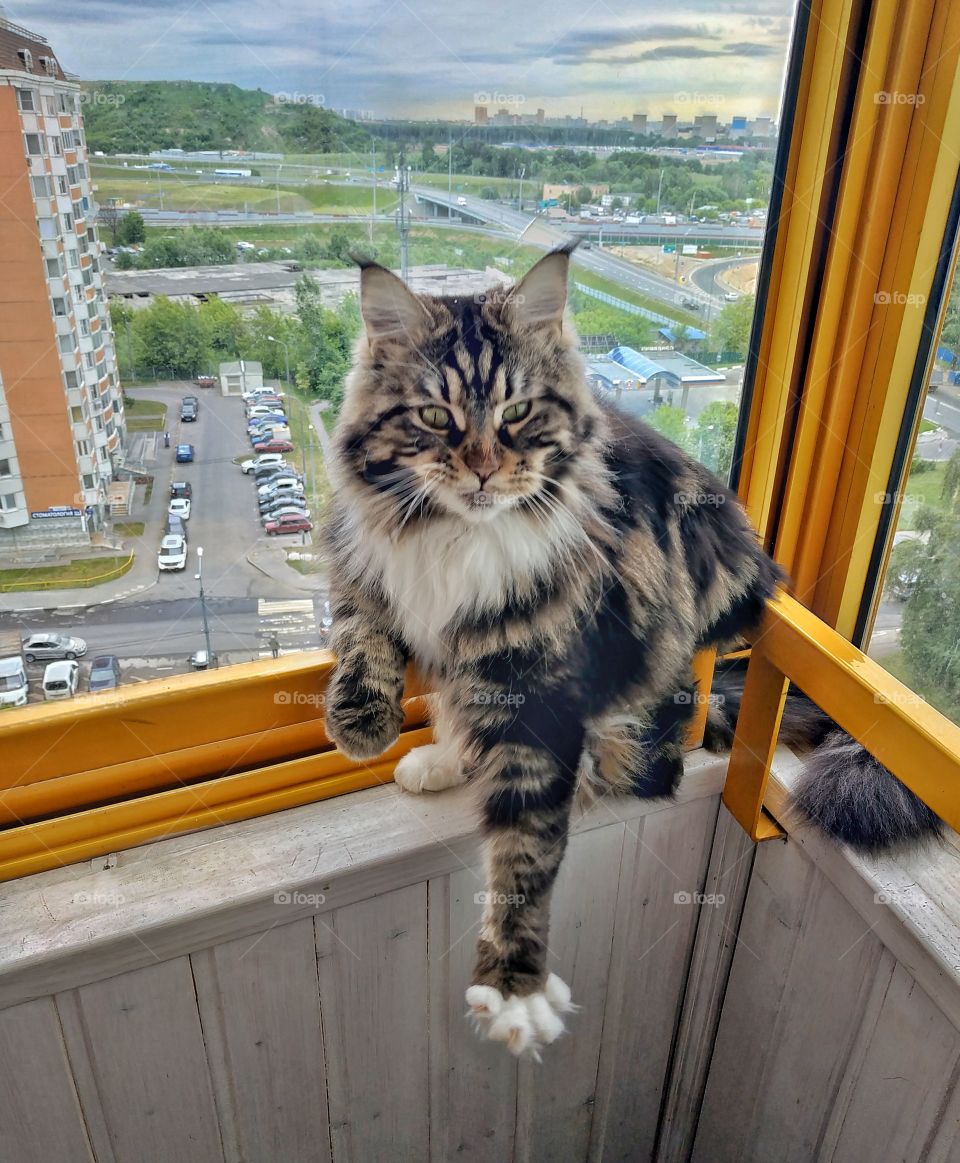 Balcony cat.