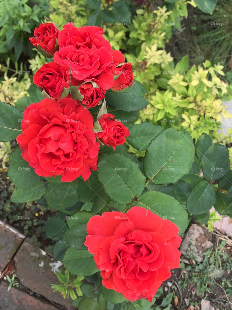 beautiful red roses