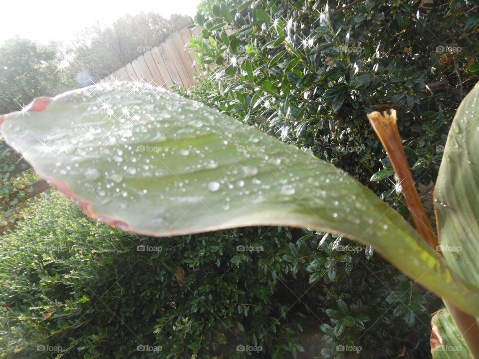 freshness 2. This is another picture of a leaf after a rainstorm. 👣 🚶 🏃 🔥 💨