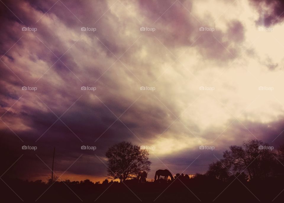 Horses and trees under a storm filled sky at sunset