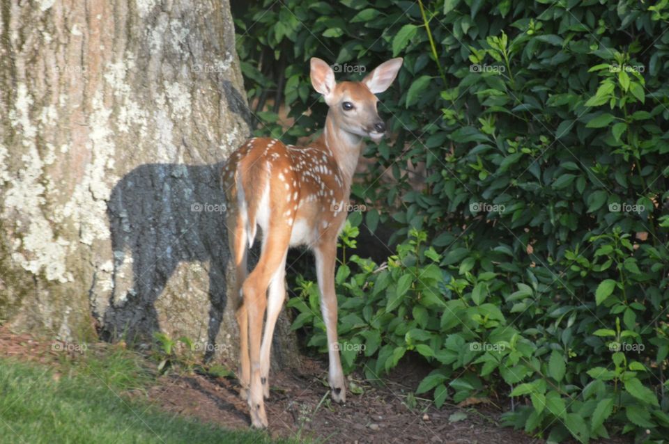 View of deer and his shadow