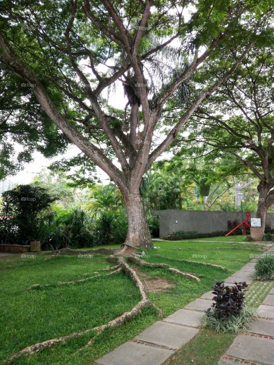 As is up, is down! Beautiful tree and perfect balance between green and brown. Hacienda La Trinidad - Caracas. All the year seems like if time had stop ed. Always giving shadow and freshness.
