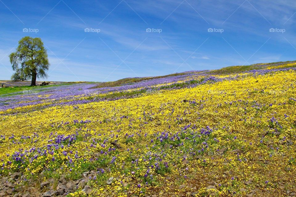 Flower, Nature, Landscape, No Person, Outdoors