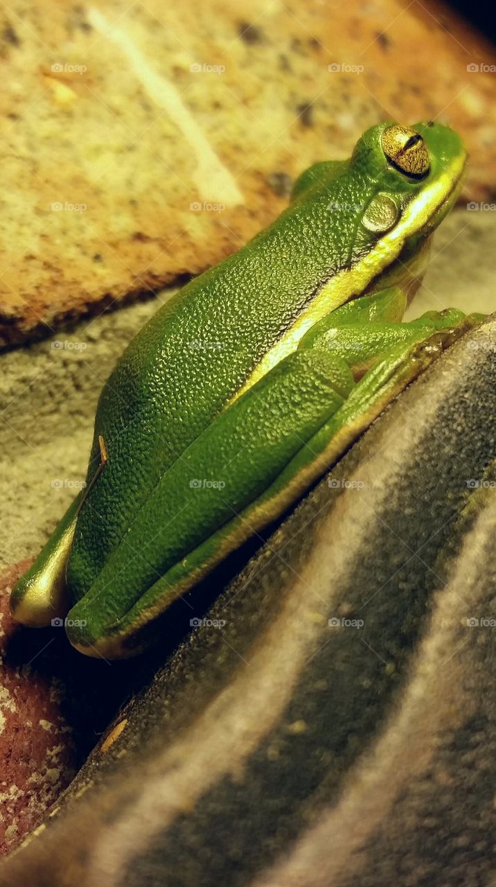 Tree frog. hanging out by the porch lighr
