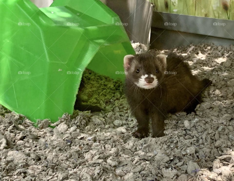 Brownie Ferret 