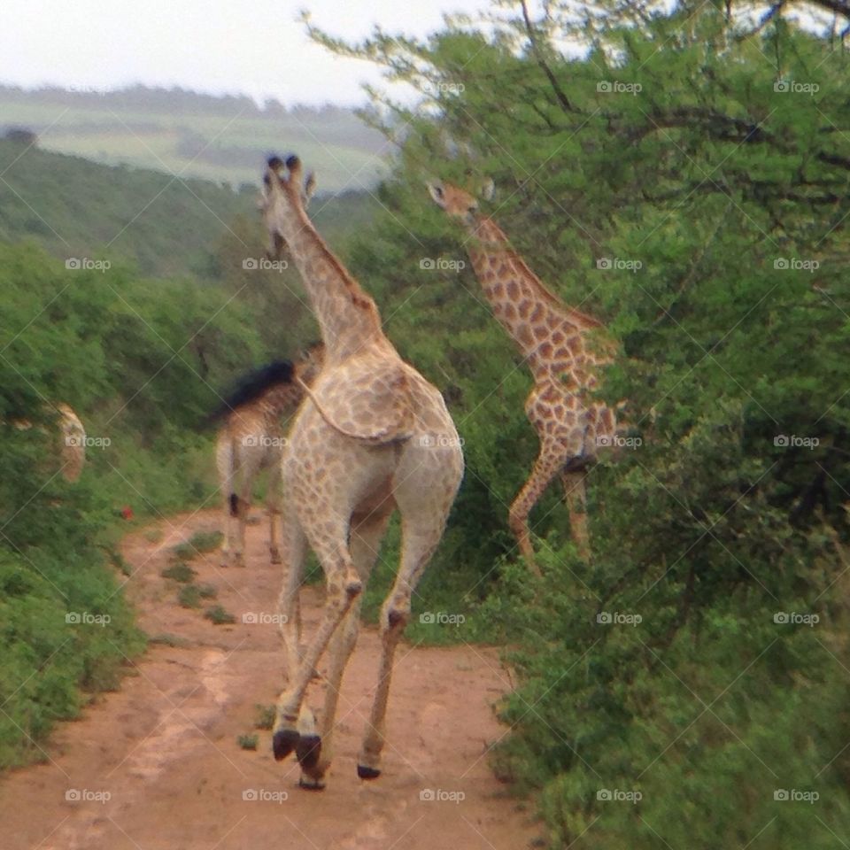 Giraffes Running