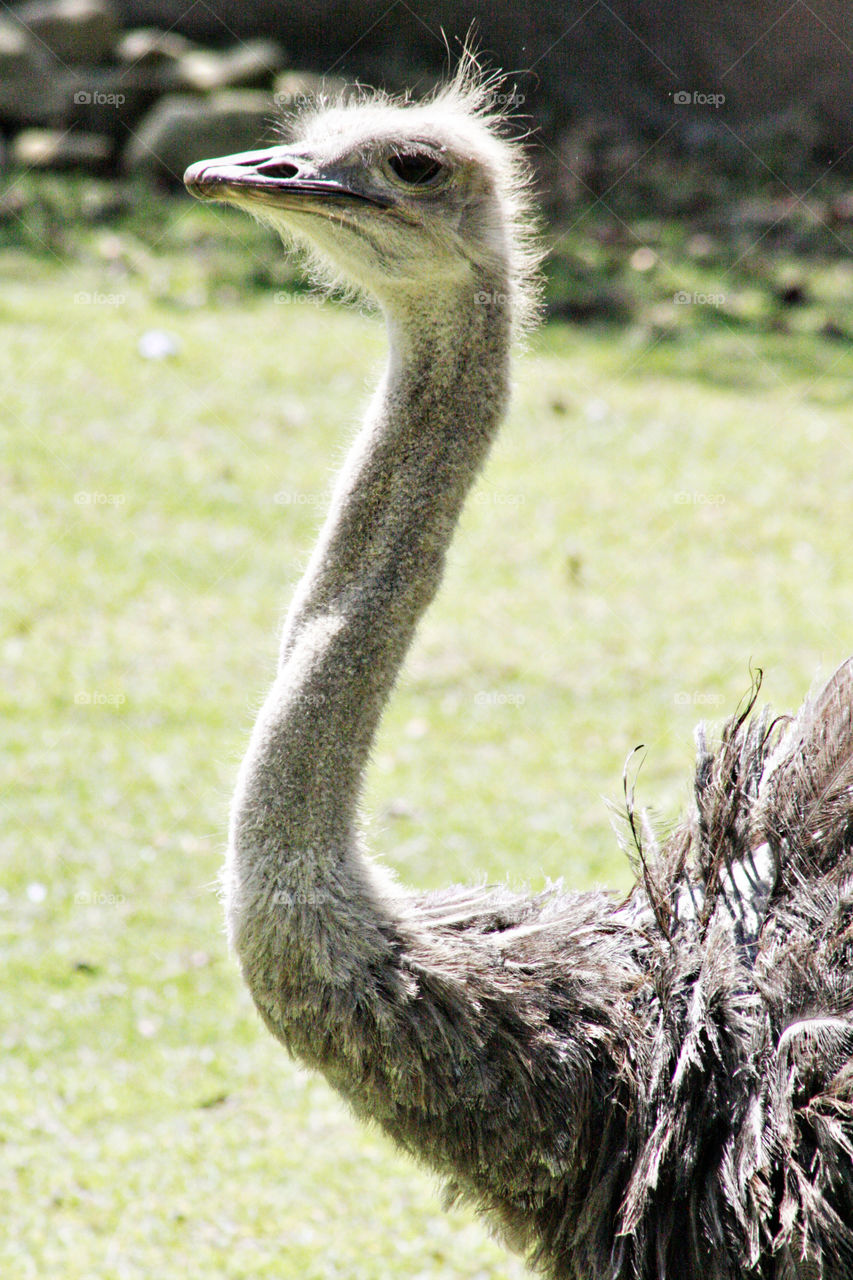 Ostrich