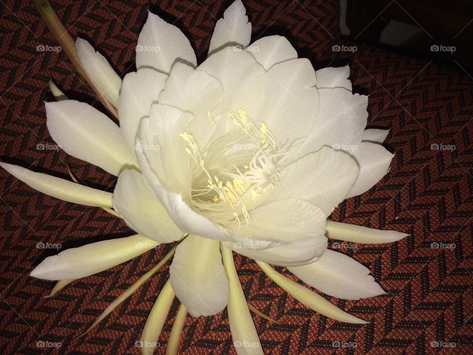 Queen of the Night ( Kadupul Flower ). It's meaning goes as;
"They worship him thus
The gods with Heavenly flowers
The Asuras with the Sith Palol flowers
The Nagas with Kadupul"