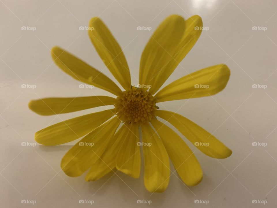 Yellow Flower 