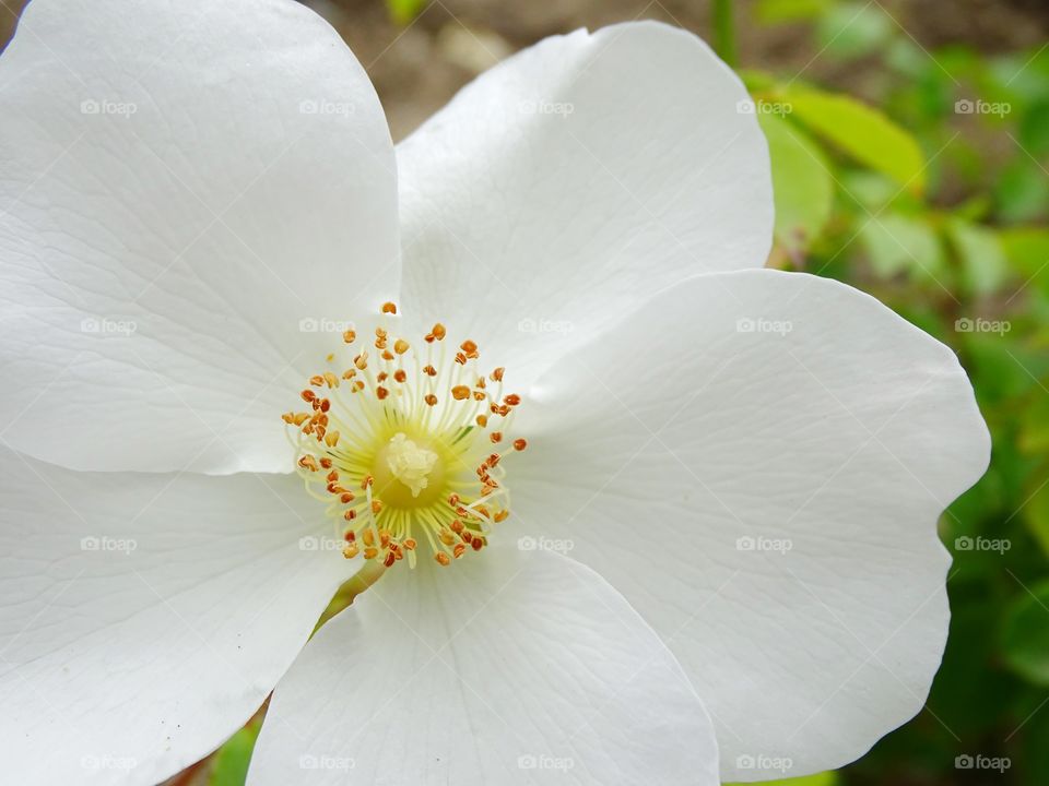 The white of the flowers