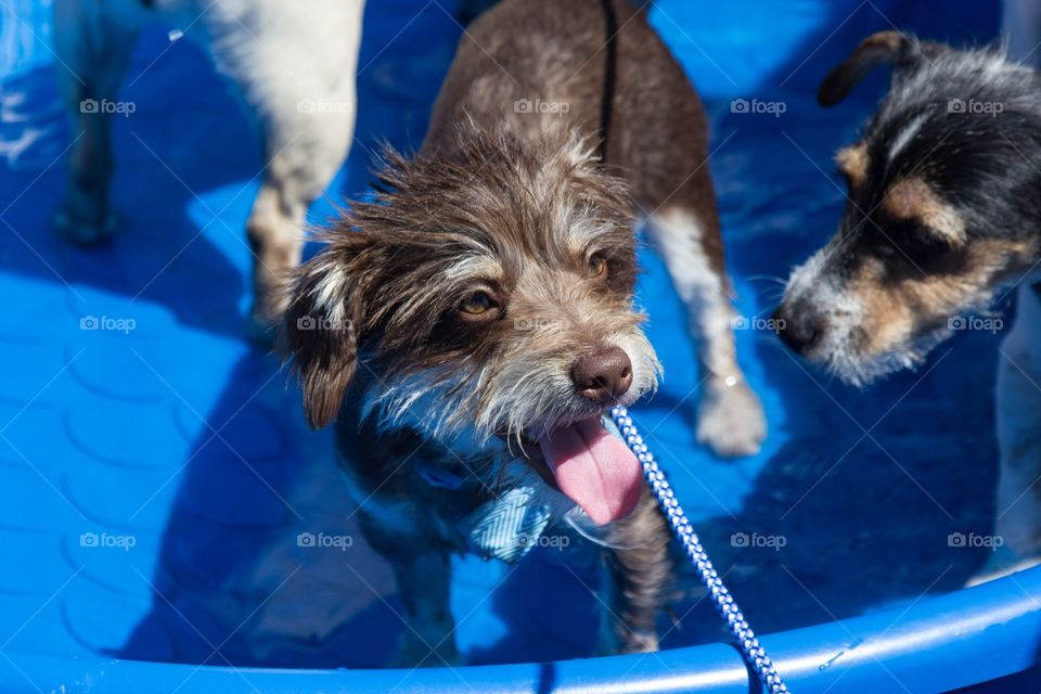 Pool party 