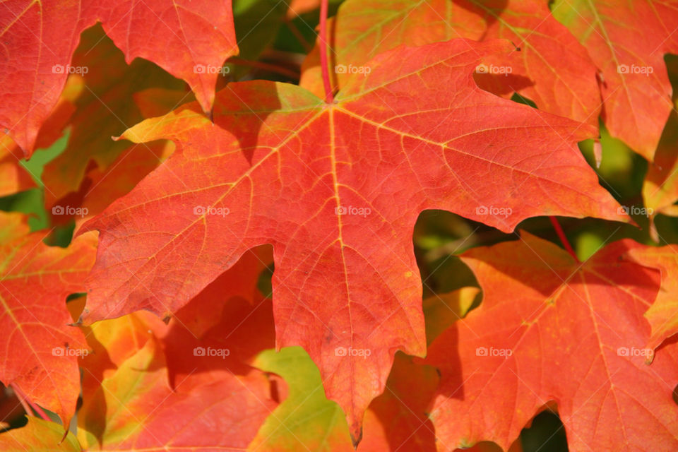 red leaf autumn maple by kshapley