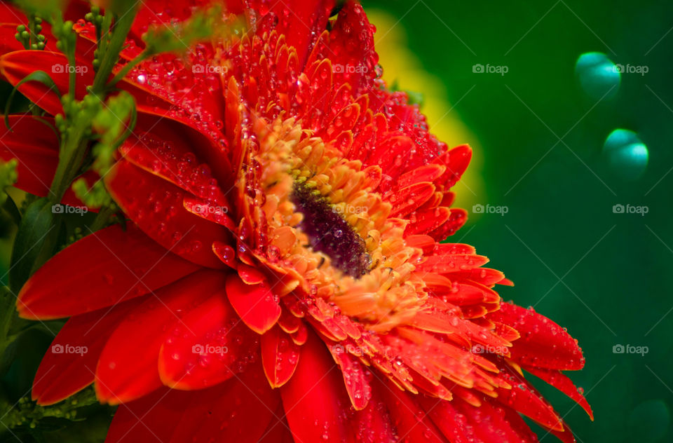 Beautiful red flower in focus and closeup