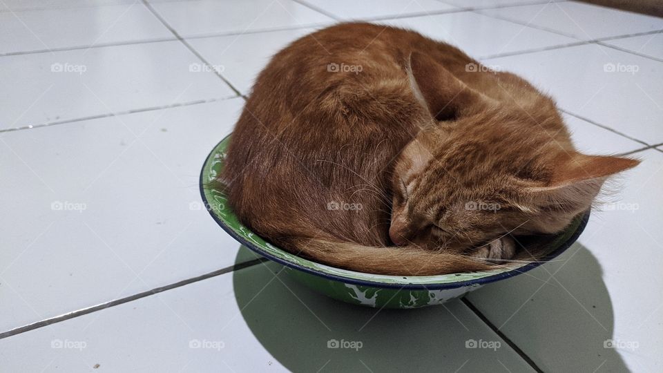 Little cat sleeping in a bowl