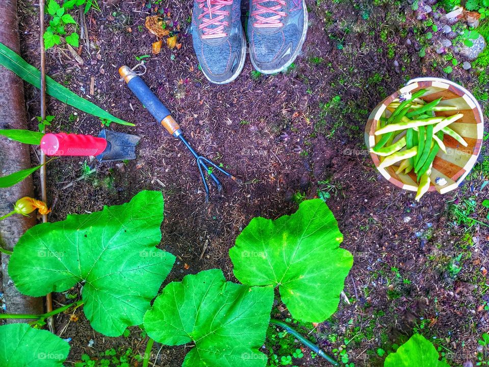 From where I stand!
Gardening. Bean harvest.