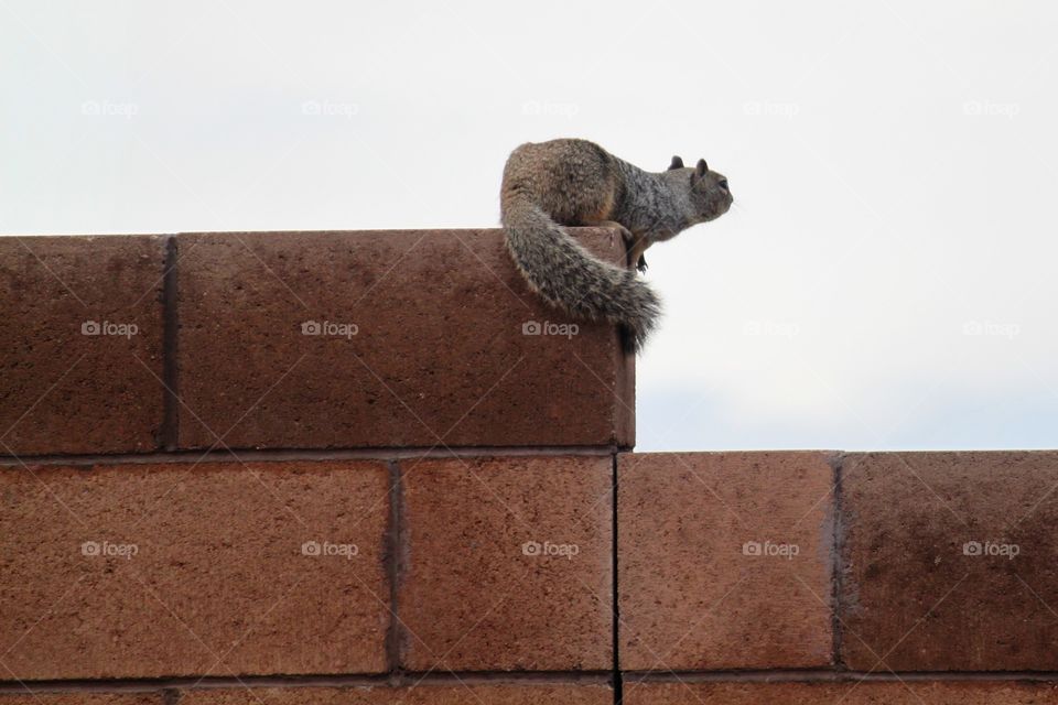 Squirrel on a wall keeping watch