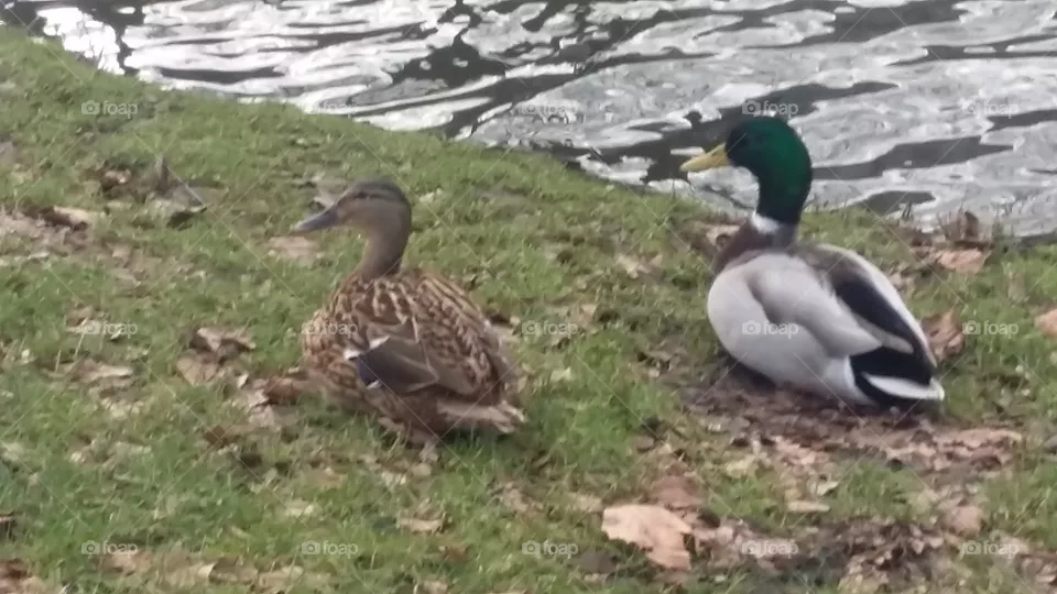 male and female duck along the ditch