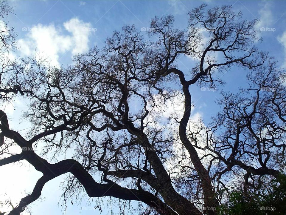 tree silhouette sky