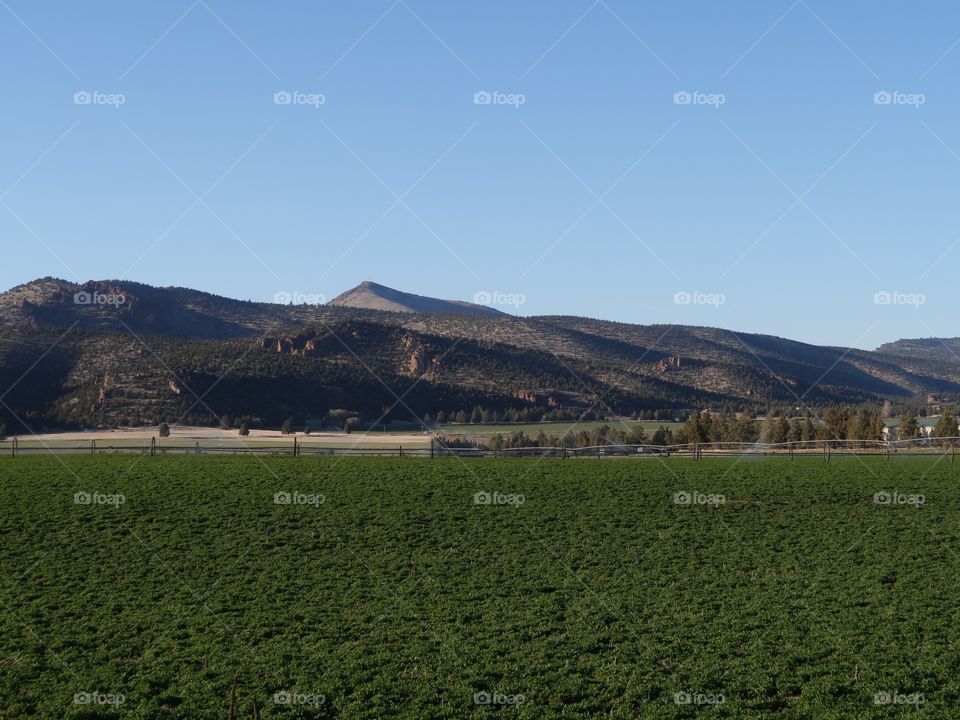 Rural farmland with fresh green fields in Central Oregon on a sunny spring evening. 